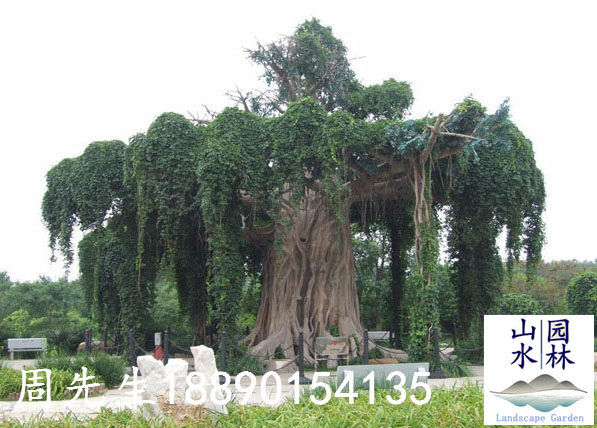 公园仿真榕树