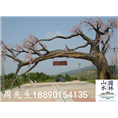 室外假树