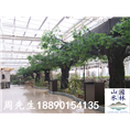 生态餐厅水泥假树