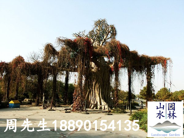 城市风景水泥榕树