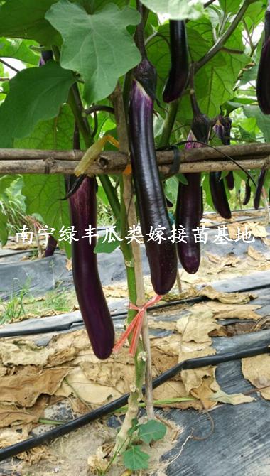 供应茄子嫁接苗|广西茄子苗|南宁茄子苗 