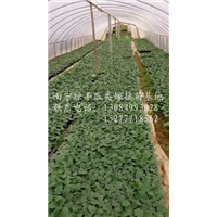 广西茄子嫁接苗-广西南宁供应茄子嫁接苗 