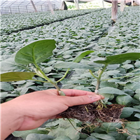 广西茄子苗价格