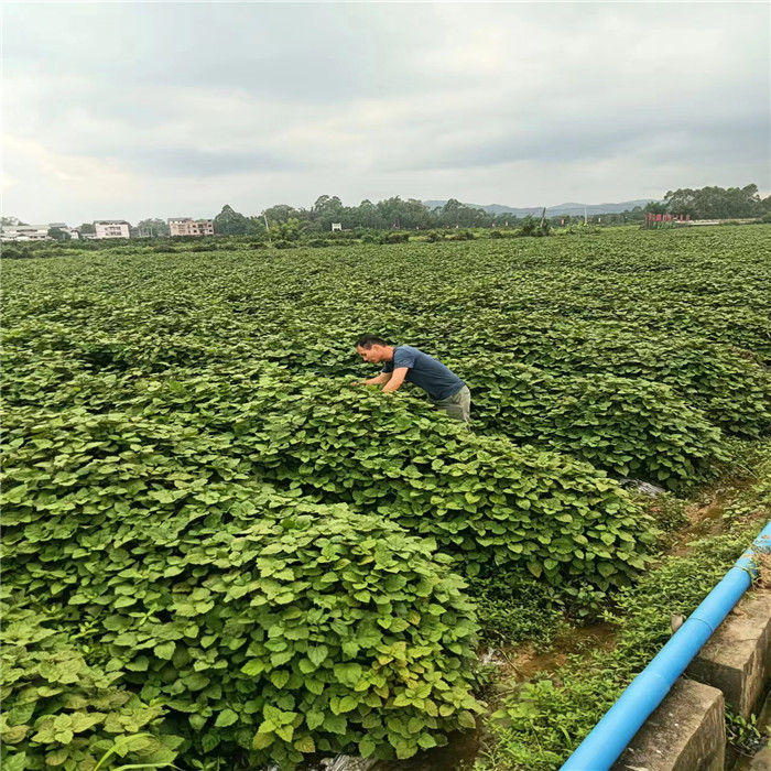广藿香组培苗