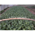 出售【西瓜嫁接苗】广西南宁西瓜嫁接苗基地 