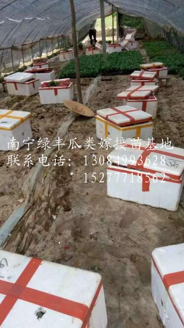 广西南宁大量供应茄瓜嫁接苗，欢迎订购！ 