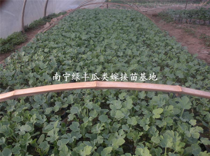 出售【西瓜嫁接苗】广西南宁西瓜嫁接苗基地 