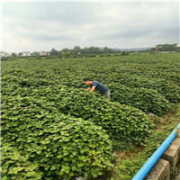 广藿香组培苗