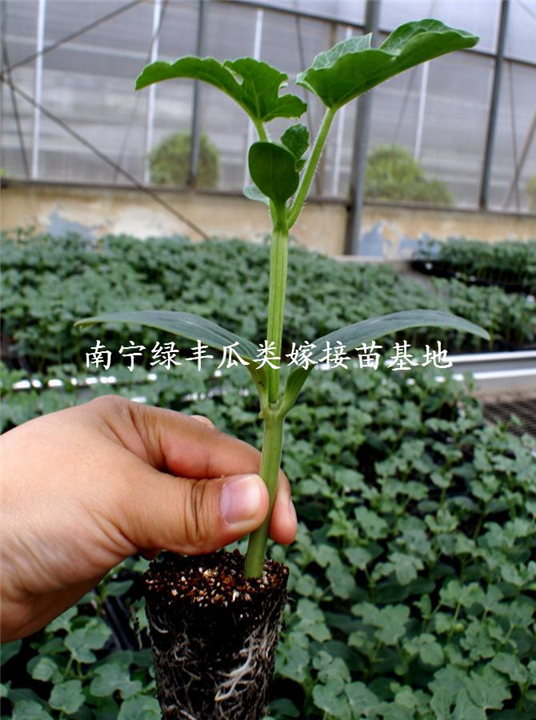 出售西苗/广西西瓜种苗/南宁西瓜种苗基地 