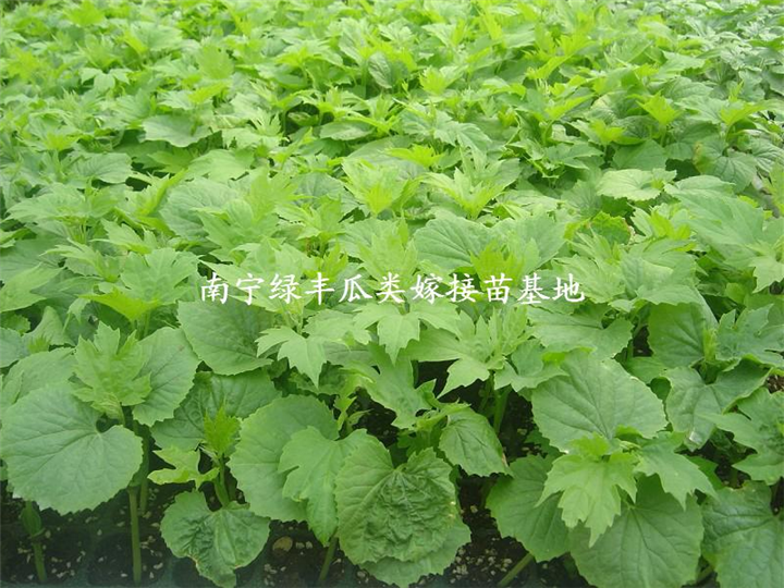 南宁苦瓜苗批发@2017苦瓜嫁接苗基地@广西南宁苦瓜苗供应 