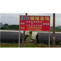南宁绿丰瓜类嫁接苗场供应各种瓜类嫁接苗 