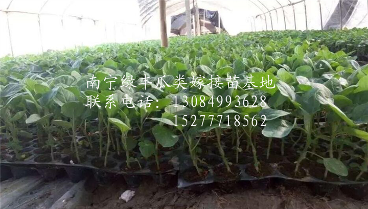 优质茄子苗/广西茄子苗批发/南宁茄子苗