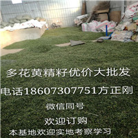 河南黄精种籽|河南黄精种籽报价|河南黄精种籽供应 