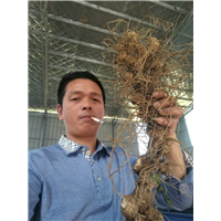 黄精|湖南黄精