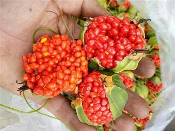 河南重楼种子出售-河南重楼种植基地 
