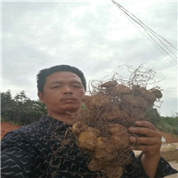 黄精种籽|湖南黄精种籽|湖南黄精种籽报价 