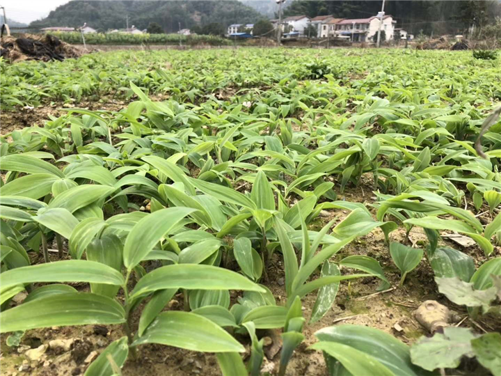 岳阳黄精种苗基地 