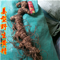 湖南野生黄精