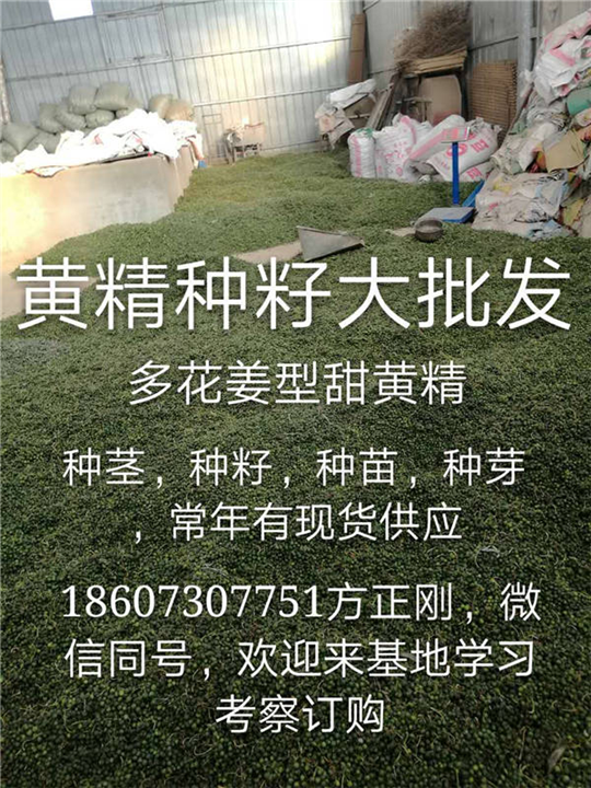 湖北黄精种供应-湖北黄精种籽多少钱 