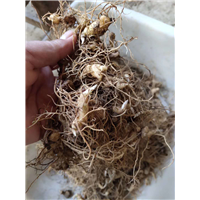 常德黄精的种植方法 