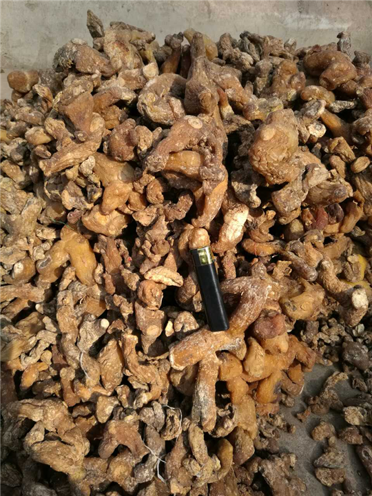 黄精|湖南黄精