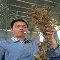湖南黄精|湖南哪里有黄精|湖南黄精品种介绍 