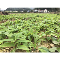 岳阳黄精种苗基地 