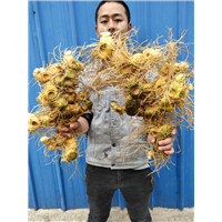 岳阳姜黄精鸡头黄精 