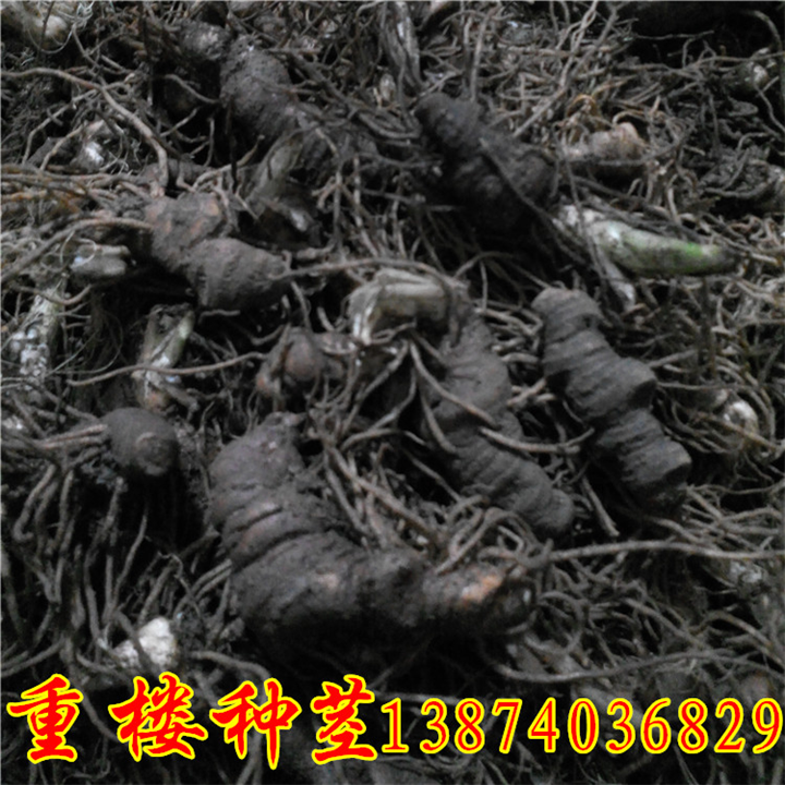 湖南重楼种茎