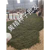 湖南长沙黄精种籽基地 