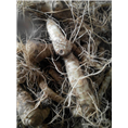 湖南黄精种茎