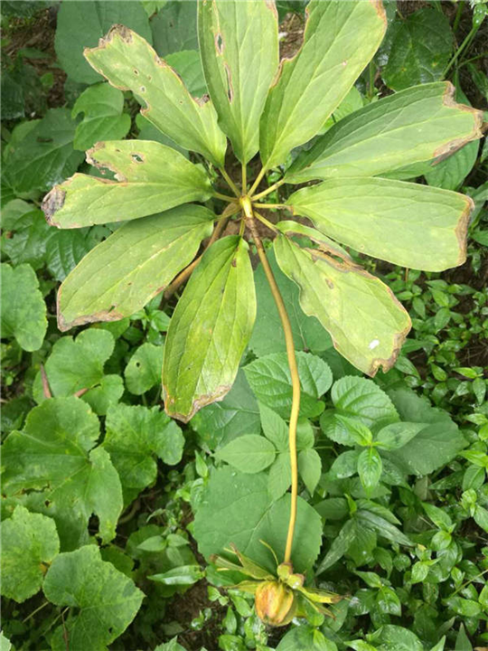 河北重楼种籽出售-河北重楼种植基地 