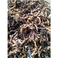 湖南黄精种茎