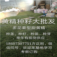 湖南黄精种籽|湖南黄精种籽价格|湖南黄精种籽批发 