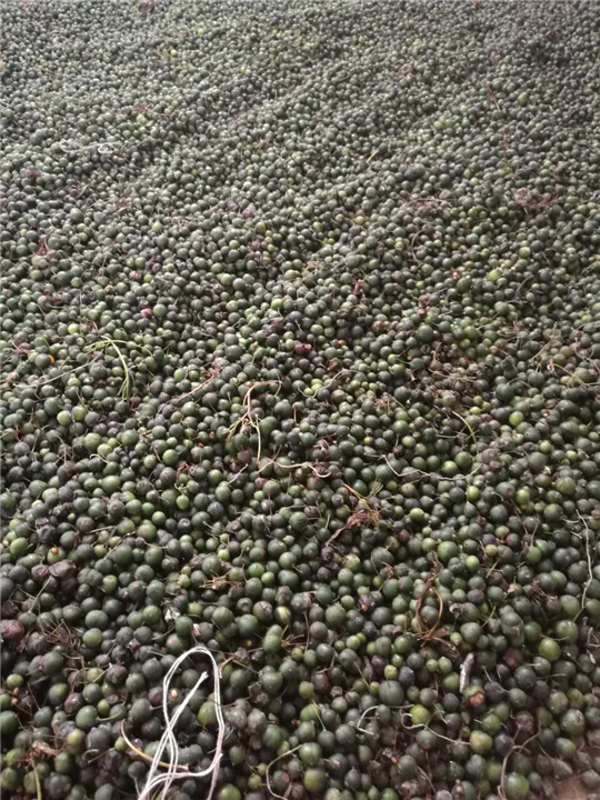 黄精种子