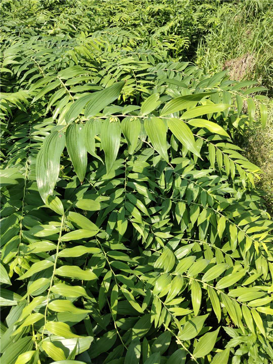 湖南白芨种苗