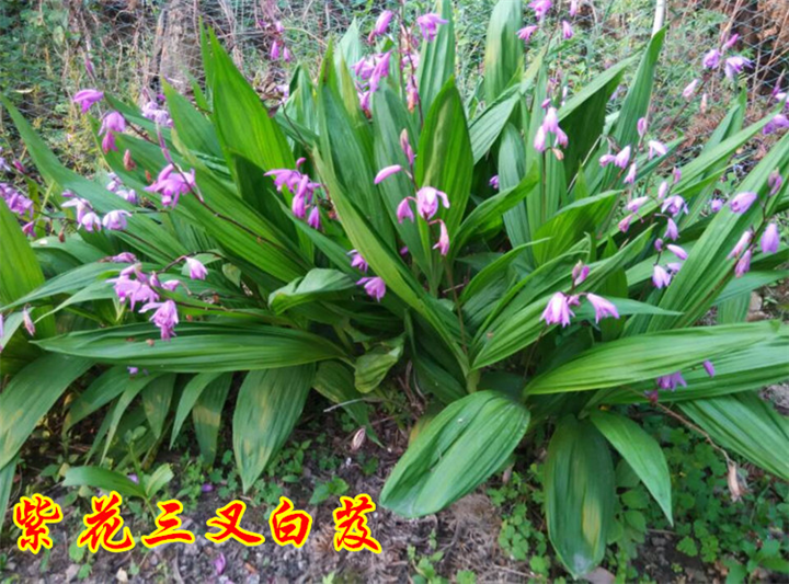 湖南白芨种苗