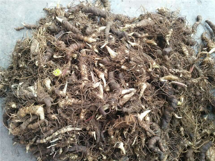 湖南重楼种茎