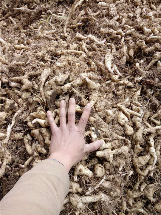 湖南黄精种茎