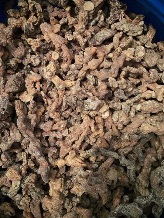 湖南黄精种茎