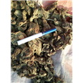 湖南黄精