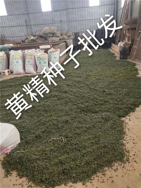 湖南黄精种籽简介 
