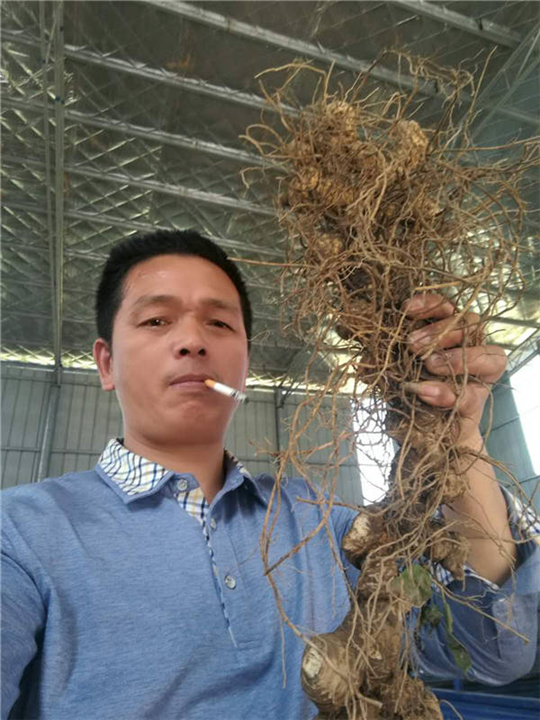 河南黄精种籽出售-河南黄精种茎多少钱 
