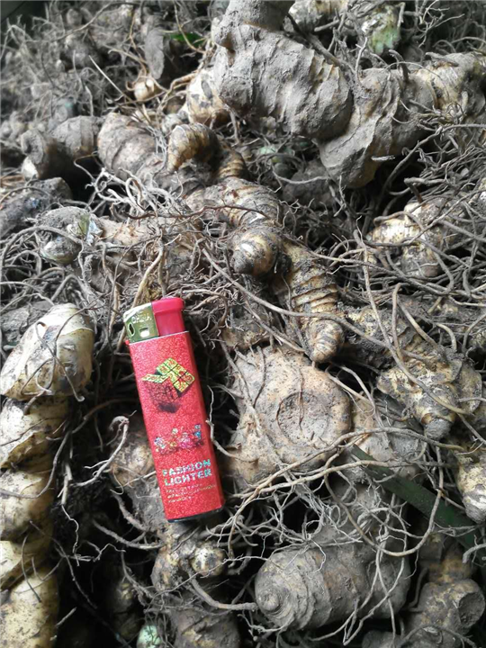 湖南黄精种茎