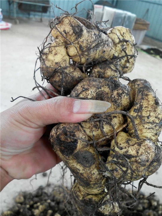 湖南重楼种茎