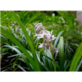 湖北麦冬草|湖北麦冬草批发1 