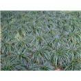 襄阳麦冬草 