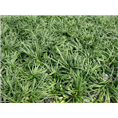 湖北麦冬草基地|襄阳麦冬草 