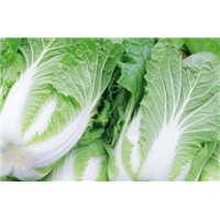 襄阳大白菜 