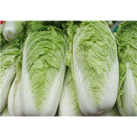 湖北大白菜 